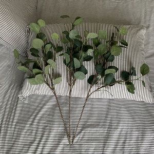 (3) Eucalyptus Leaf Stems